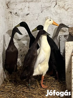 Indiai futókacsák eladók