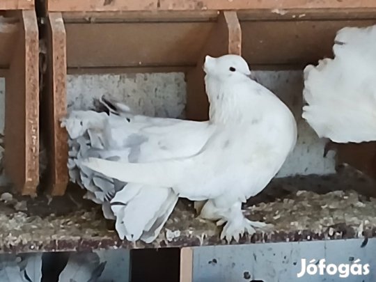 Indiai páva galambok