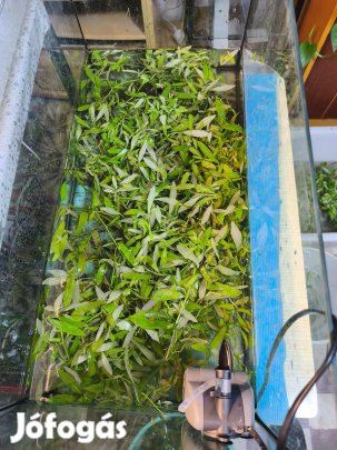 Indiai vízicsillag és Vallisneria eladó