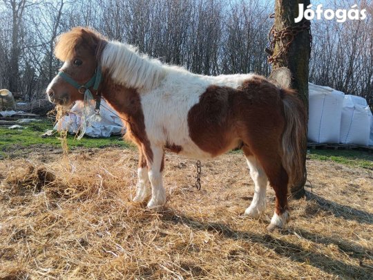 Indiántarka Csődör póni