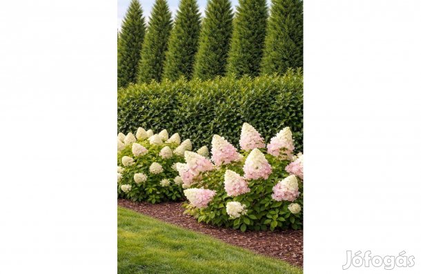 Induló kert növénycsomag sövény + hortenzia