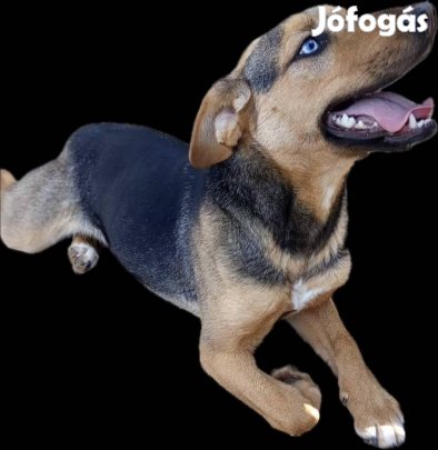 Ingyen Elvihető Keverék Kislány