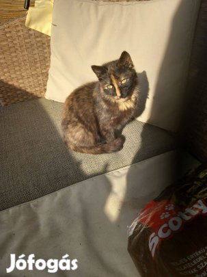 Ingyen Elvihető,Örökbefogadható Kislány CICA