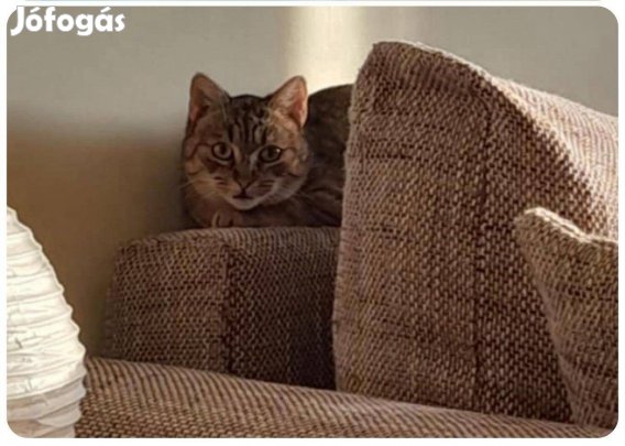 Ingyen cica: Dalma gazdit keres