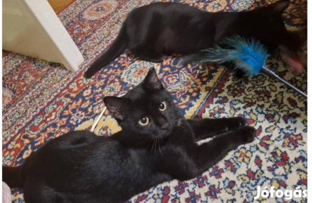 Ingyen cica: Fifi és Dodó gazdit keres