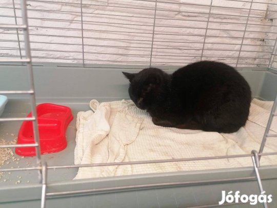 Ingyen cica: Gézu gazdit keres