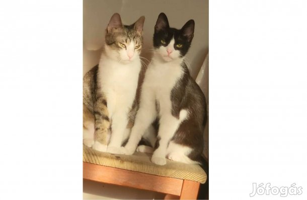 Ingyen cica: Milky, Neo, Loki, gazdit keres