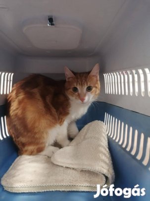 Ingyen cica: Vöri gazdit keres