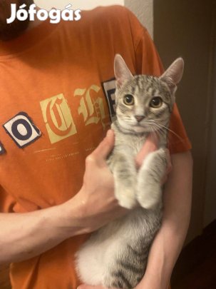 Ingyen elvihető 5 hónapos cicalány
