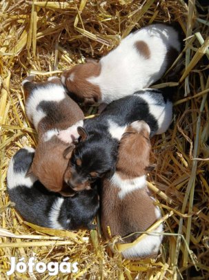 Ingyen elvihető 8 hetes fajtiszta jellegű foxterrier foxi kiskutyák. O