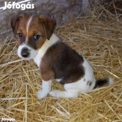 Ingyen elvihető 8 hetes fajtiszta jellegű foxterrier foxi kiskutyák. O