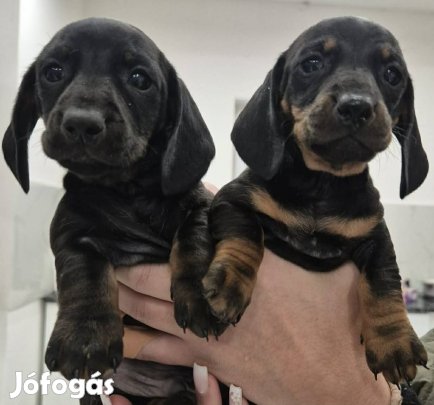 Ingyen elvihető 8hetes  törpe tacskó jellegű kisfiú és kislány