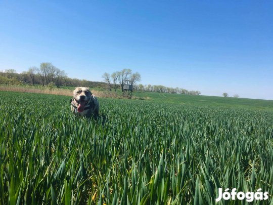 Ingyen elvihető Amerikai Staffordshire Terrier jellegű szuka kutya