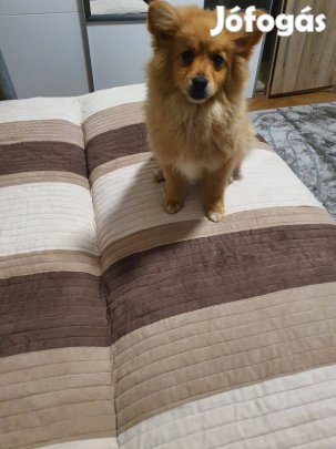 Ingyen elvihető Ceglédről egy 7 hónapos német cpicc kisfiú kutya!