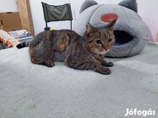 Ingyen elvihető Jacky-cica - nem fajtatiszta