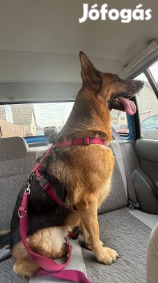 Ingyen elvihető Német juhászkutya