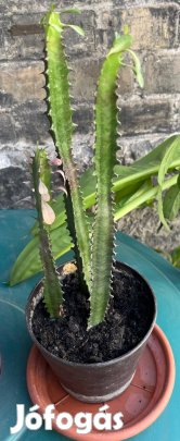 Ingyen elvihető- Háromélű kutyatej szobanöveny