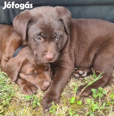 Ingyen elvihető , örökbe fogadható labrador jellegű kiskutyák !