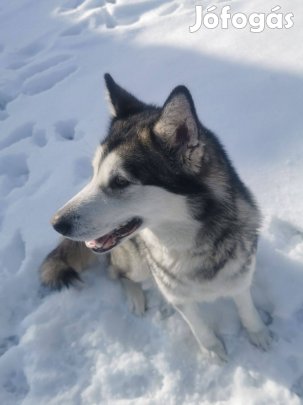 Ingyen elvihető alaszkai malamut jellegű kutya