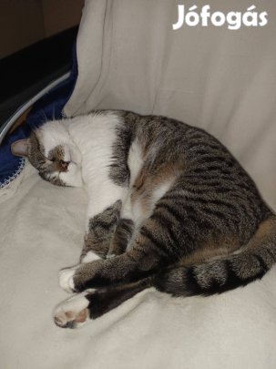 Ingyen elvihető cica