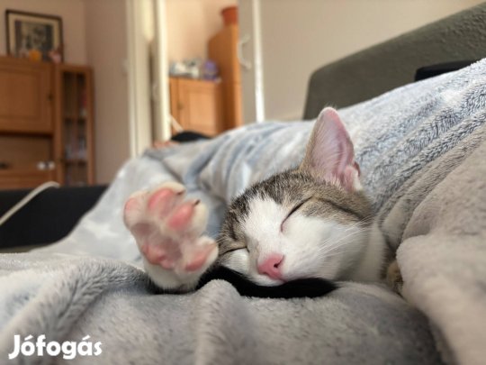 Ingyen elvihető cica