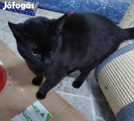 Ingyen elvihető fekete cica - nem fajtatiszta