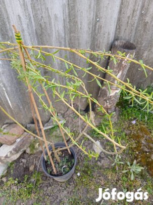 Ingyen elvihető fűzfa. 