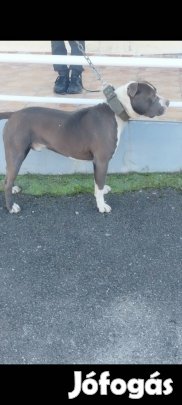 Ingyen elvihető jó helyre 1 éves amstaff kisfiú