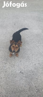 Ingyen elvihető kiskutya keverék