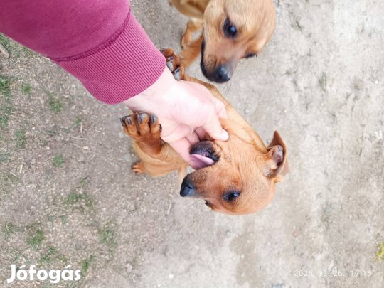 Ingyen elvihető kutya Fiú és lány