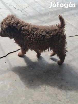 Ingyen elvihető mudi jellegű kiskutya