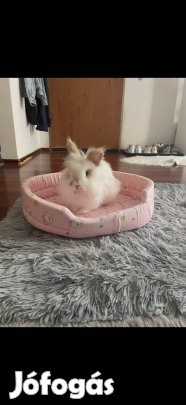 Ingyen elvihető nyuszi