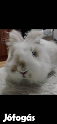 Ingyen elvihető nyuszi