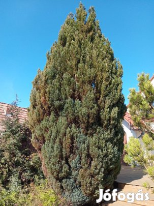 Ingyen elvihető örökzöld növény