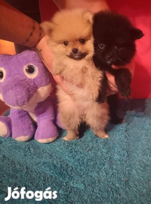 Ingyen elvihető pomerániai törpe spitz jellegű babák