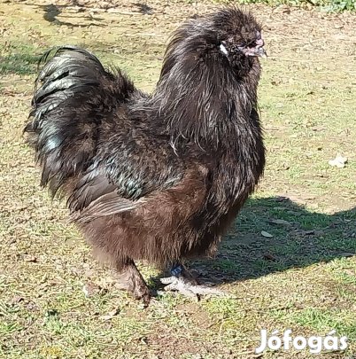 Ingyen elvihető selyemkakas