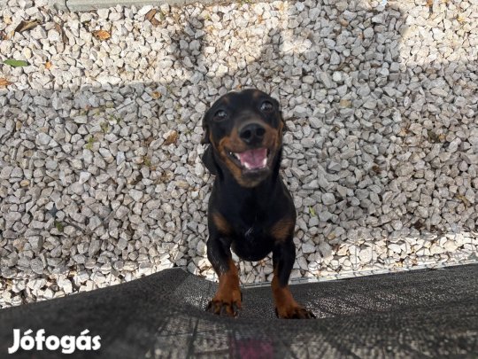 Ingyen elvihető tacskó