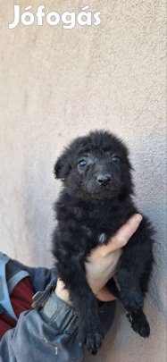 Ingyen elvihetőek mudi jellegű kiskutyák