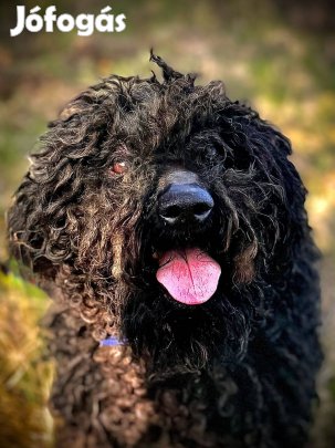 Ingyen kutyus: Bogár gazdit keres