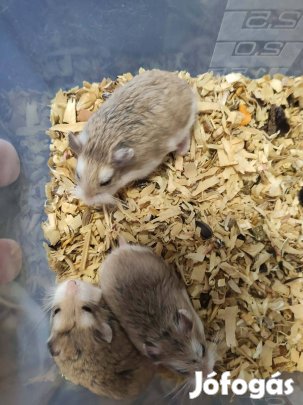 Ingyen törpe hörcsögök!