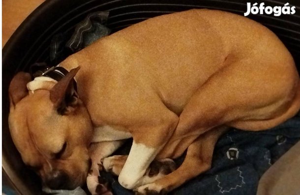 Ingyenesen elvihető kutyus - amstaff jellegű