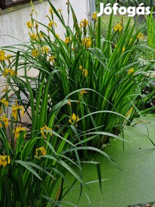 Iris pseudoacorus, mocsári írisz, sárga írisz, tavi növény tövek