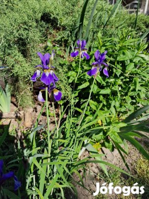 Iris sibirica, szibériai nőszirom, szibériai írisz konténerben
