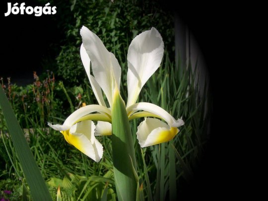 Írisz tövek eladók