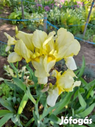 Iriszek vegyes színekben.