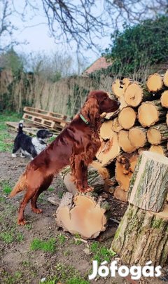Írszetter, Ír szetter fajtatiszta jellgű kölyökkutyák