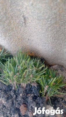 Iskolázni való normand csemete eladó