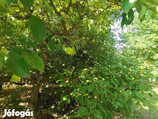 Iszkaszentgyörgyi eladó 808 nm-es telek