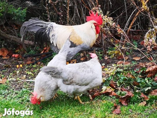 Itáliai gyönygszürke tyúk család, tojások, indiai futúkacsapár