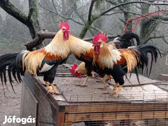 Itáliai kakas eladó